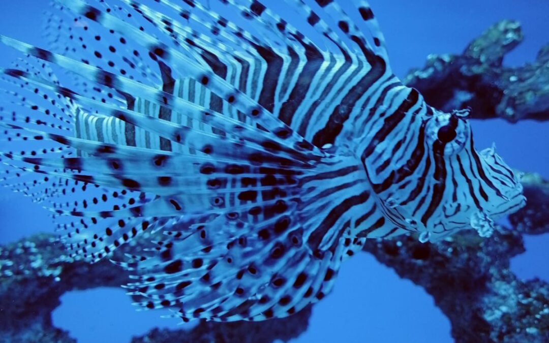 Oceanarium w Międzyzdrojach